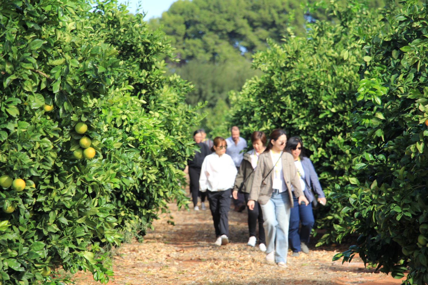 Buyers stroll through a citrus orchard