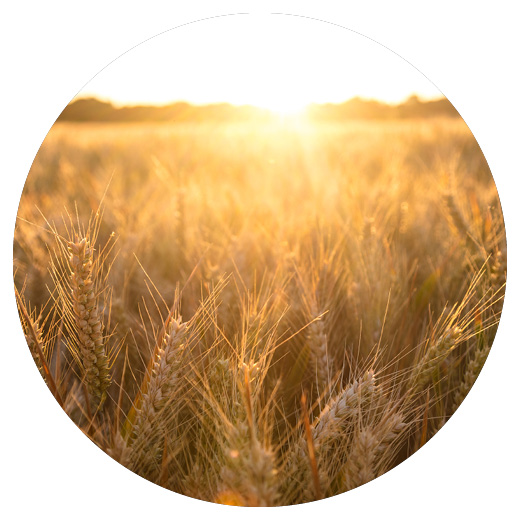 A barley ear in the foreground with the sun shining as it sets in the country's background