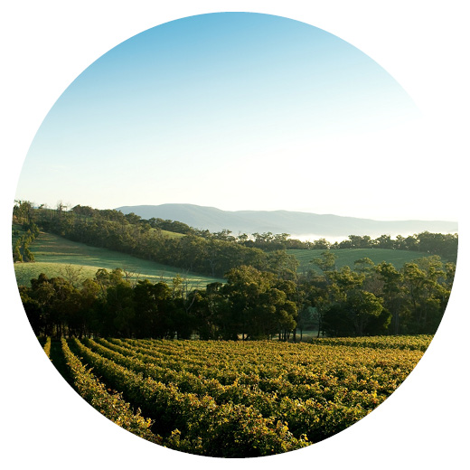 Sun rises over the Yarra Valley vineyards in regional Victoria